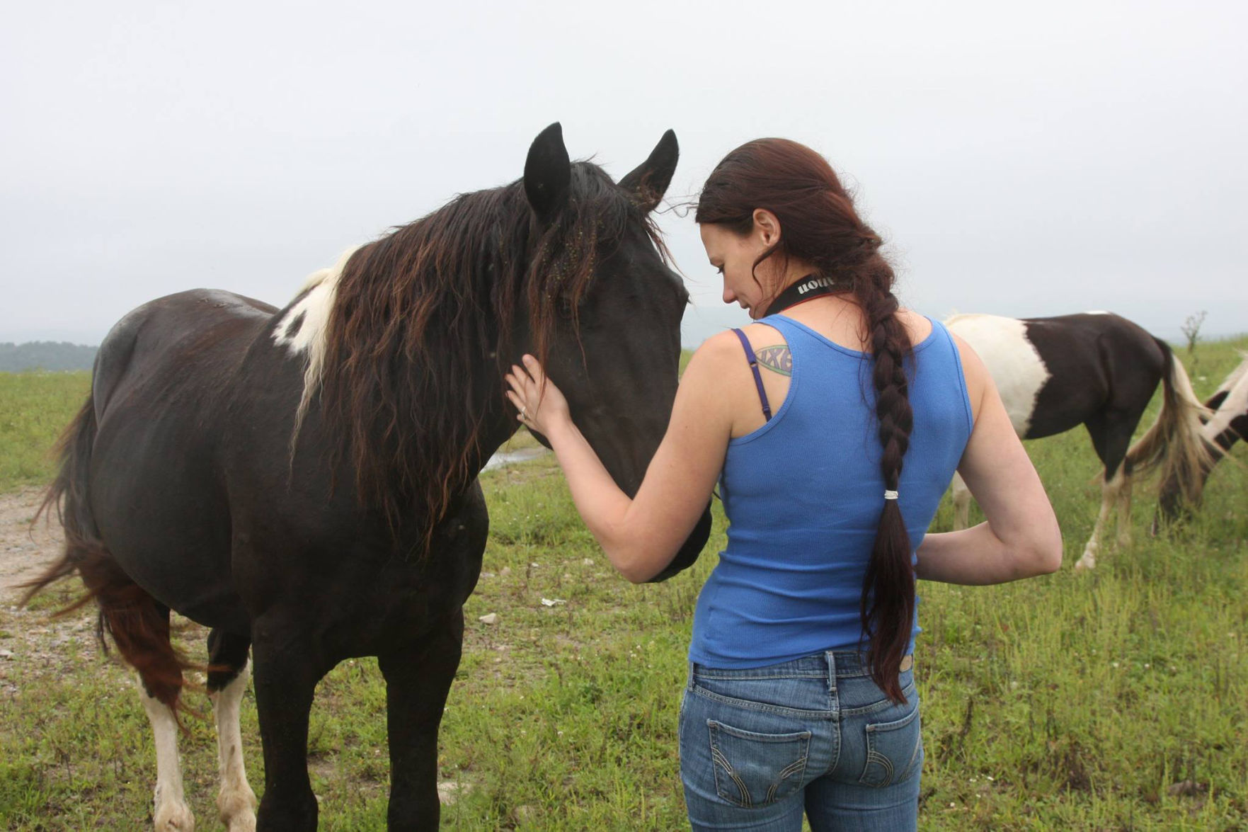 wild horse